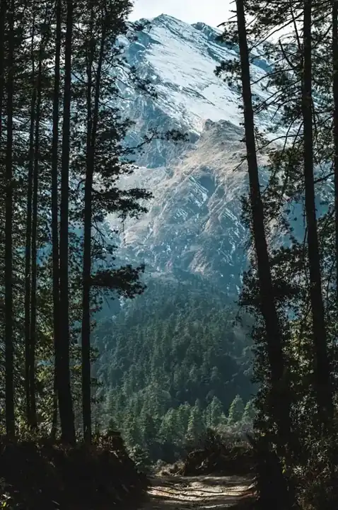 Sunlight filtering through forest trees in the Annapurna region of Nepal