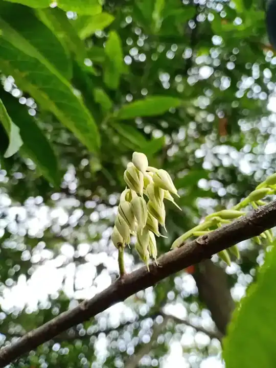 Flowers growing on a Rudraksha tree branch