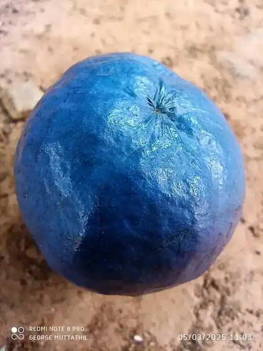 Close view of the blue outer fruit of a Rudraksha tree