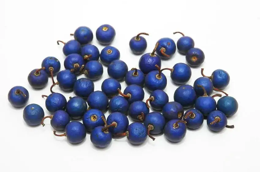 Blue Rudraksha fruits on a plain pale background