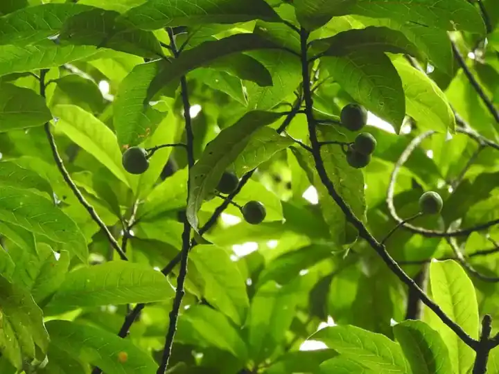 Sunlight passing through leaves of a Rudraksha tree