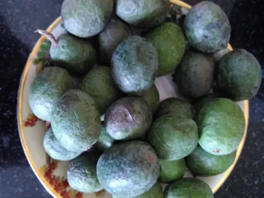 Freshly plucked Rudraksha fruits gathered in a bowl