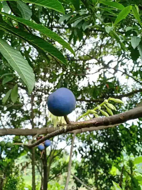 Blue Rudraksha fruit growing on a leafy branch
