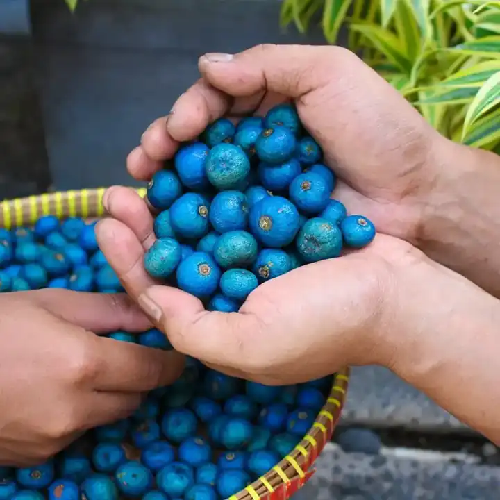 Hands holding freshly harvested blue Rudraksha fruits