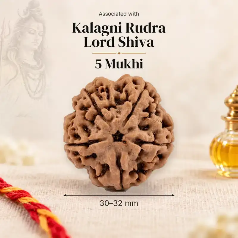 30–32 mm 5 Mukhi Nepal Rudraksha — GemKrishna catalogue image