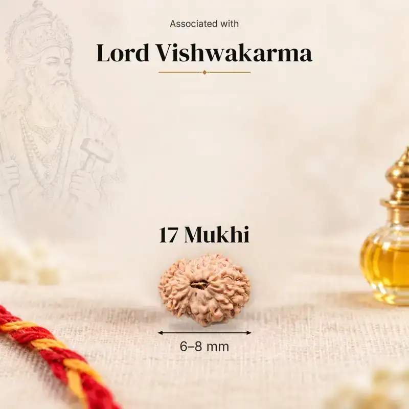 17 Mukhi Rudraksha — Indonesia — GemKrishna catalogue image