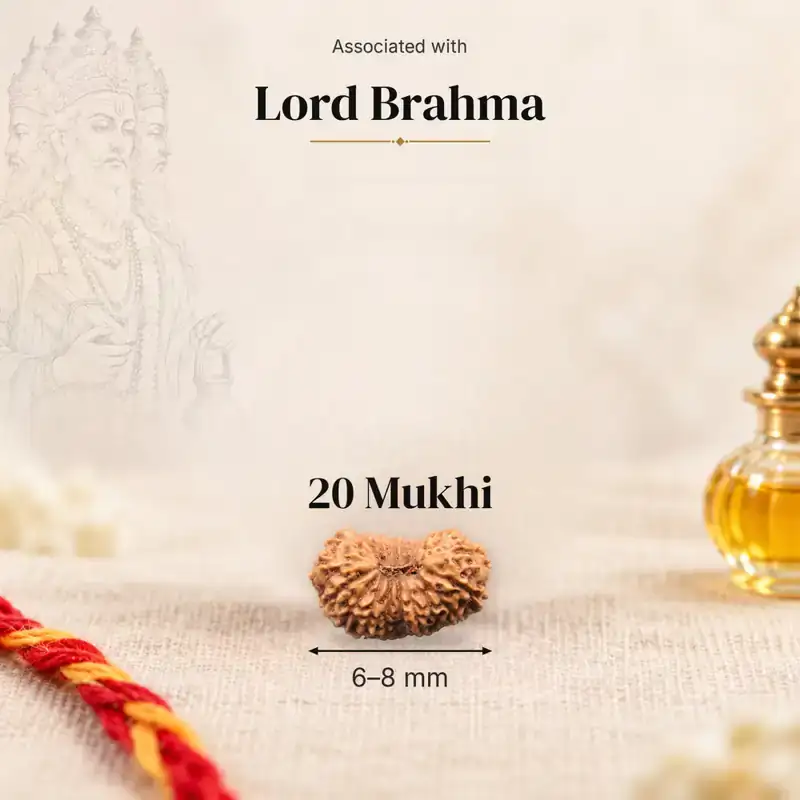 20 Mukhi Rudraksha — Indonesia — GemKrishna catalogue image