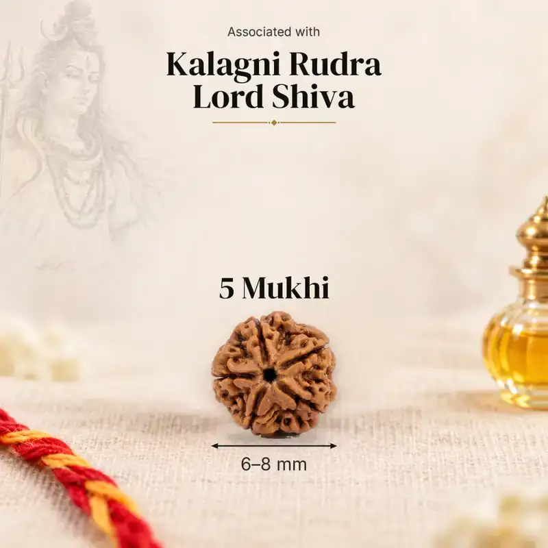 5 Mukhi Rudraksha — Indonesia — GemKrishna catalogue image
