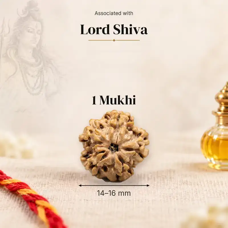 1 Mukhi Rudraksha — Nepal — GemKrishna catalogue image