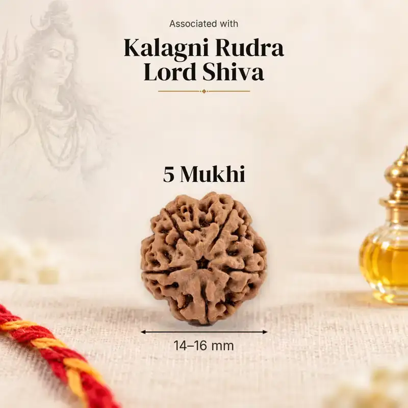 5 Mukhi Rudraksha — Nepal — GemKrishna catalogue image