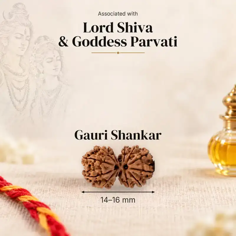 Gauri Shankar Rudraksha — Nepal — GemKrishna catalogue image