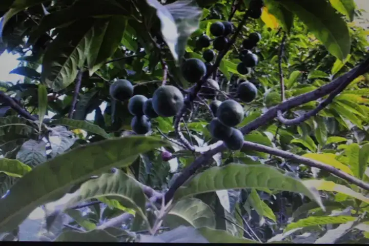 Elaeocarpus ganitrus fruit or Rudraksha fruit
