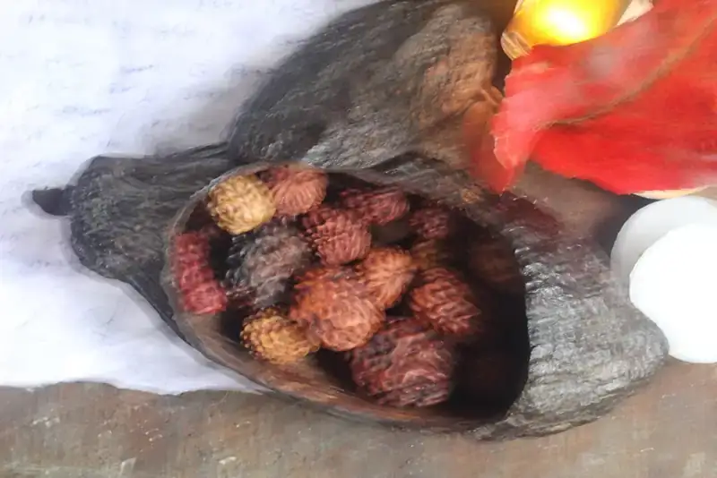 Rudrakshas in Cacao pod