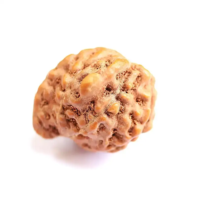 Ganesh rudraksha of Java origin