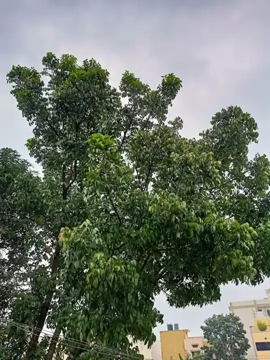 Rudraksha tree, Elaeocarpus ganitrus in India 001